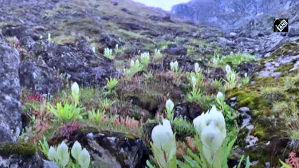 बीमारियों के इलाज में ब्रह्म कमल का इस्तेमाल