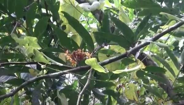 संरक्षण में यूनिवर्सिटी से मिला समर्थन