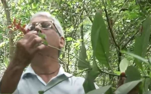 पौधों की नर्सरी भी तैयार की