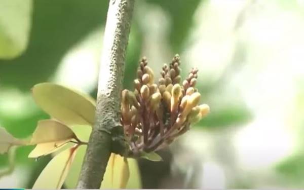 विलुप्त हो रहे पौधों का संरक्षण