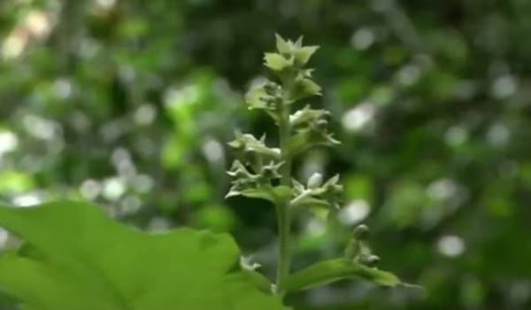 पौधों की मार्केट वैल्यू और डिमांड 