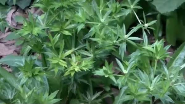 हल्दी की कई किस्मों की खेती