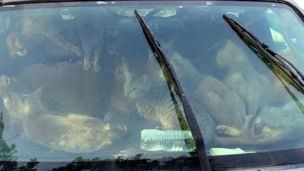 कार में थीं बिल्लियां