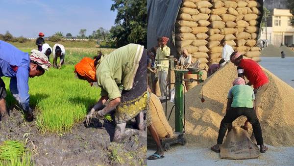 चावल की इन किस्मों का स्वाद चखा क्या ?