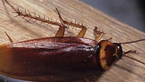 कंपनी के फेल होने पर क्या होगा? कंपनी के फेल होने पर क्या होगा?