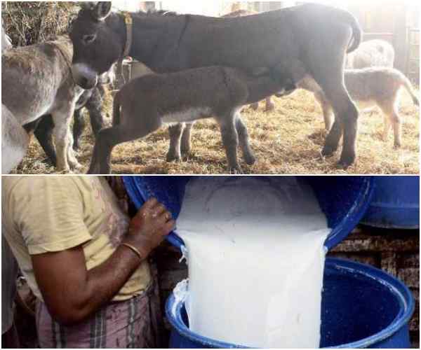 कर्नाटक का पहला, भारत का दूसरा गधा फार्म 