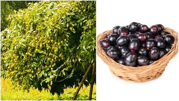 जामुन के फलों की पहचान जामुन के फलों की पहचान