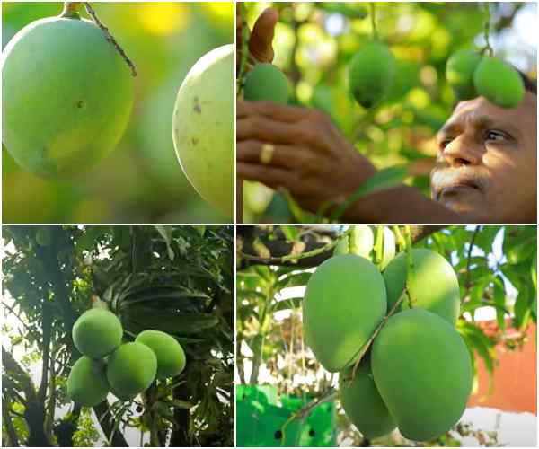 एक साल में मिलने लगते हैं फल