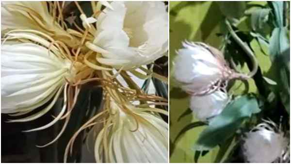 तमिलनाडु और छत्तीसगढ़ में ब्रह्म कमल