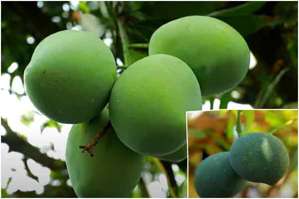 छत पर आम गार्डन में कई किस्में