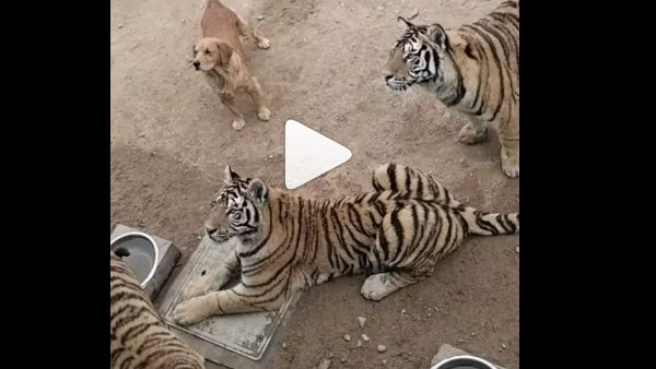 बाघों के बीच 'शेर' बना कुत्ता