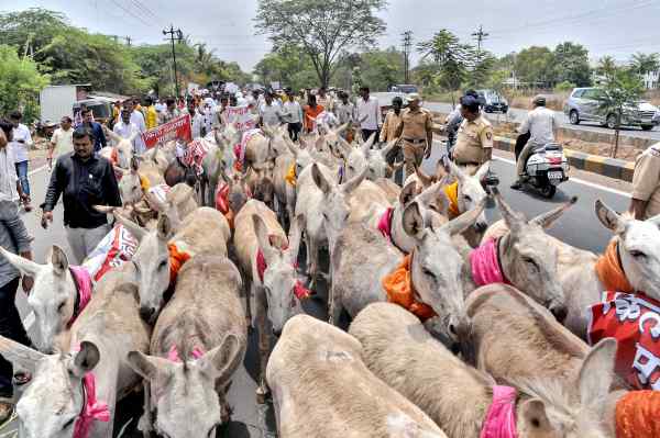 क्यों शुरू किया डंकी फार्म ?