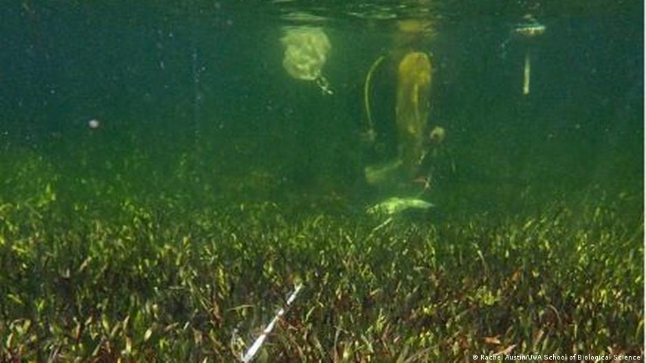 ऑस्ट्रेलिया के शार्क में हुआ अध्ययन