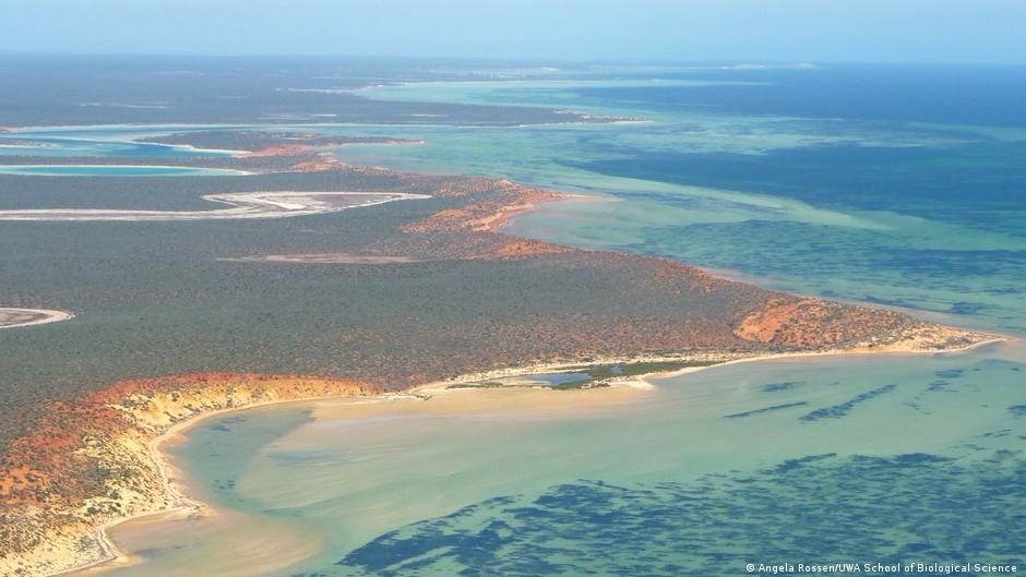 विश्व धरोहर है शार्क बे