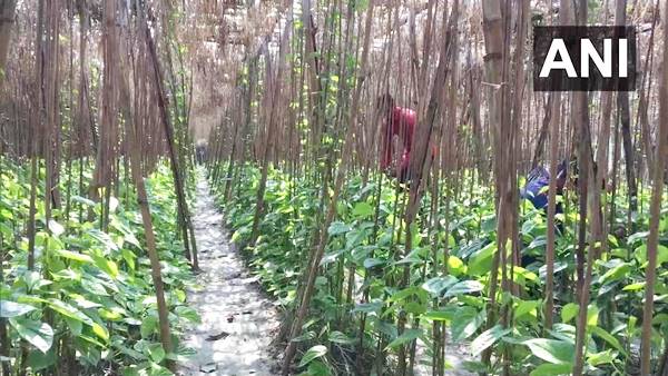 पान की खेती के लिए तैयारी