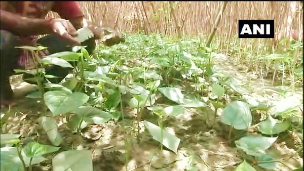 भारत में पान की 500 से अधिक वेराइटी