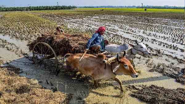 कृषि मंत्रालय ने घटाया उत्पादन पूर्वानुमान कृषि मंत्रालय ने घटाया उत्पादन पूर्वानुमान
