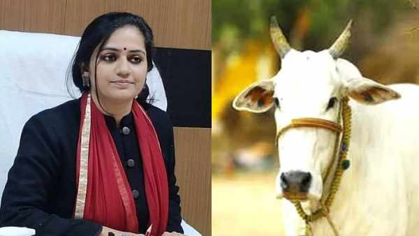 गाय की देखभाल के साथ रिपोर्ट भी करनी है फाइल गाय की देखभाल के साथ रिपोर्ट भी करनी है फाइल