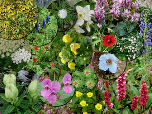 पर्यटकों के लिए खुल गई फूलों की घाटी