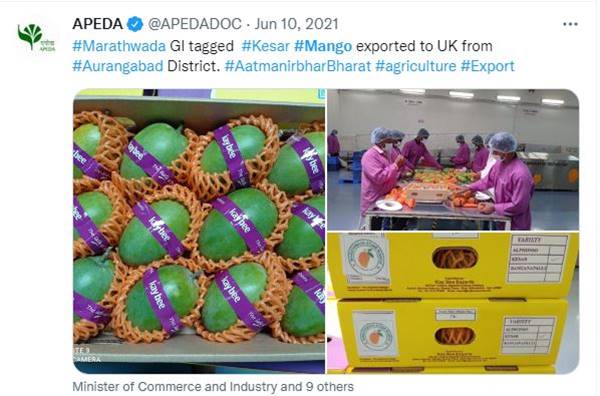 मराठवाड़ा का केसर आम