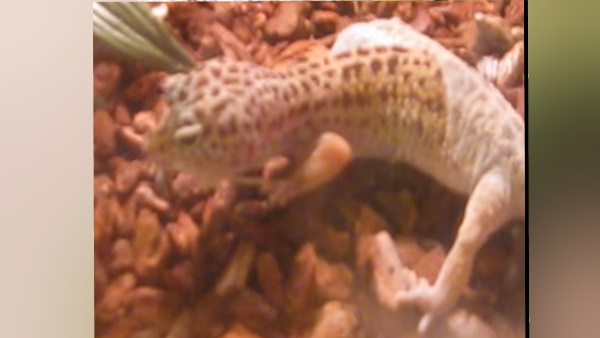 जुलाई 2018 में तस्‍करी करती पकड़ी गई थी ये छिपकली 