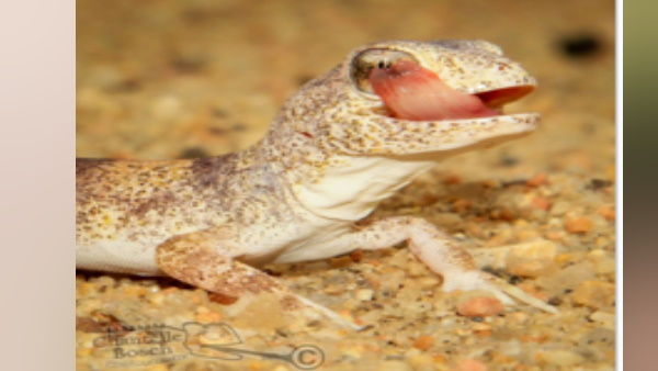 गीको छिपकली की खासियत 