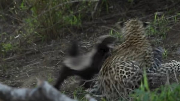 खाने की तलाश में था तेंदुआ