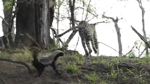 तेजी से किया वार