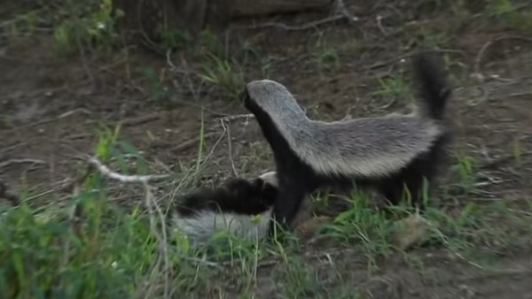 गाइड ने शूट किया वीडियो