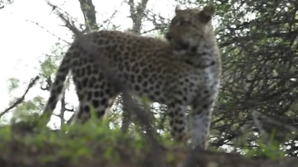 तेंदुए की ओर बढ़ता रहा बिज्जू