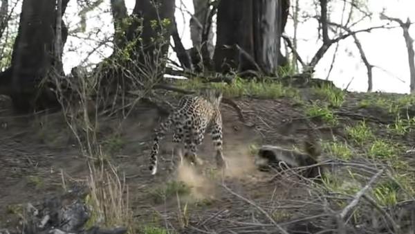  क्या है बिज्जू की खासियत?