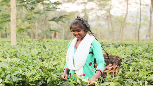 चाय की खेती के लिए है अनुकूल 