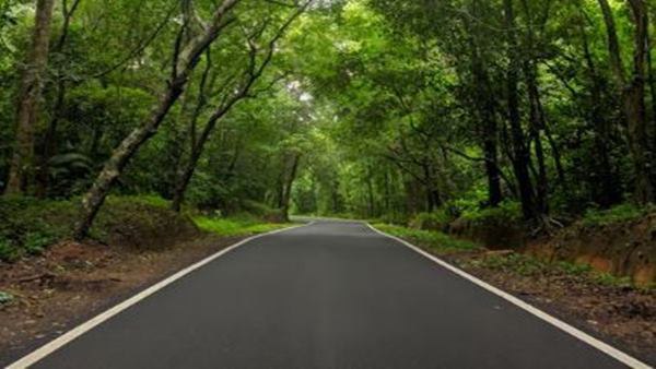 सुंदर जंगल ड्राइव की एक तस्वीर साझा की