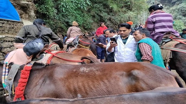 यात्रा मार्ग में खच्चरों के लिए नहीं है आराम करने की कोई जगह