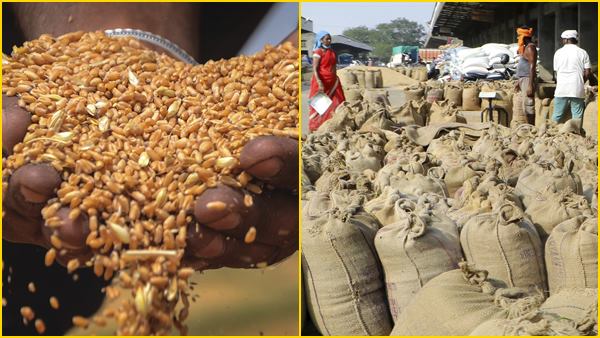 गेहूं की हुई जमाखोरी ?