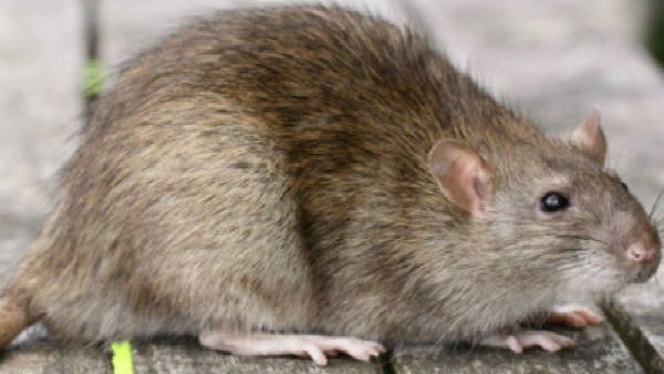 1.64 लाख सिंगल सेल की तुलना