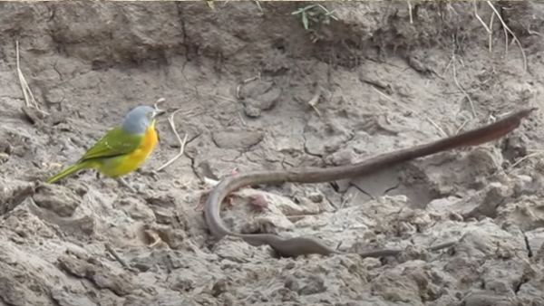 सांप ने हटने की सोची