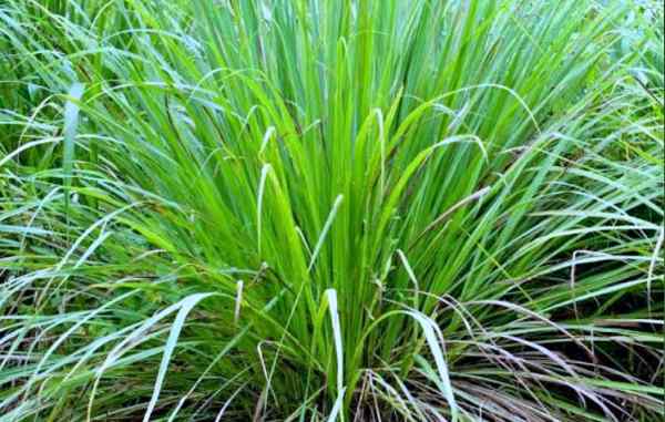 लेमन ग्रास से भी भागते हैं मच्छर