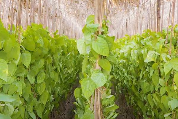 केमिकल से दूर पान की जैविक खेती