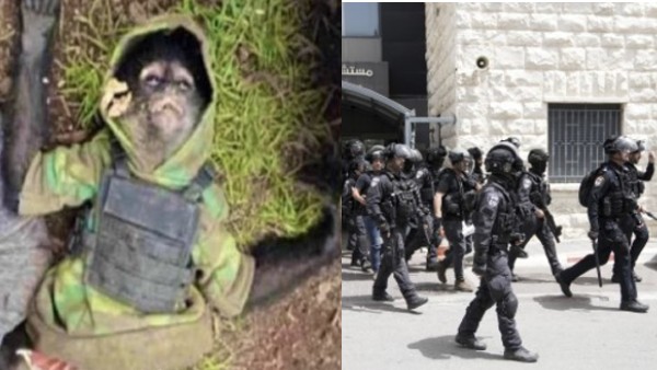 स्पाइड बंदर नाम दिया