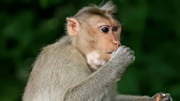 घर से भागा टाइगर