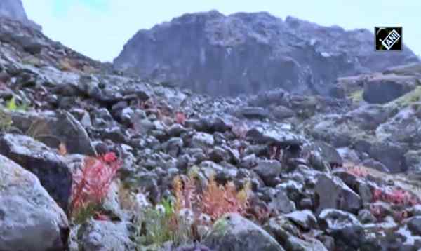 सूर्यास्त के बाद खिलता है फूल