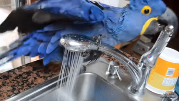 तोते के बारे में जाने कुछ और बाते