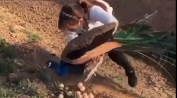 अंडों को बचाने के लिए लगा दी जान की बाजी