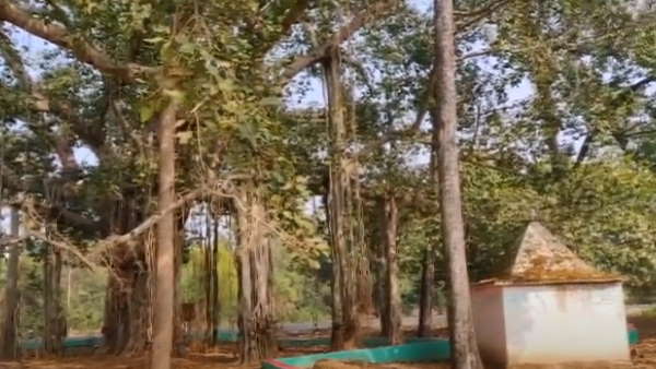 पेड़ के नीचे स्थापित हैं माता शीतला 