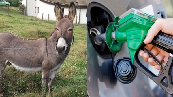 गधा गाड़ी से आने की इजाजत मांगी