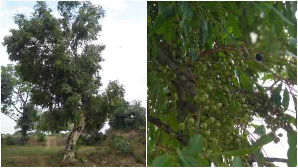 ऐसी मिट्टी में करें जामुन की रोपाई ऐसी मिट्टी में करें जामुन की रोपाई