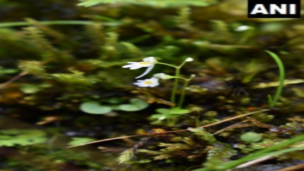 दूसरा पौधा बेहद 'खतरनाक'