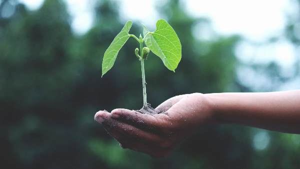 पर्यावरण बचाने के प्रयास काफी नहीं पर्यावरण बचाने के प्रयास काफी नहीं