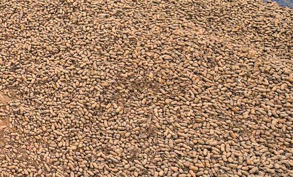 मिट्टी में नमी जरूरी है मिट्टी में नमी जरूरी है